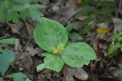 Trillium discolor, photographed by Anthony A Simmons