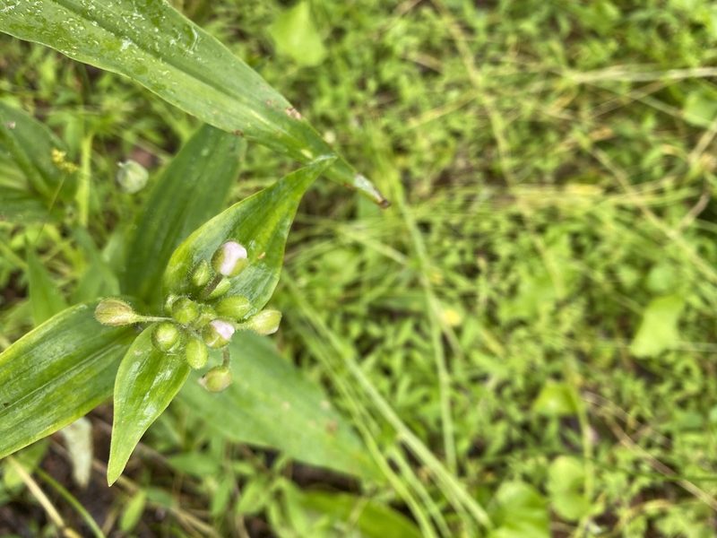 Tradescantia ozarkana, photographed by Miranda Kohout