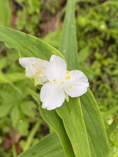 Tradescantia ozarkana, photographed by Miranda Kohout