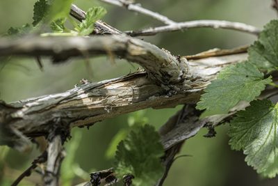 Physocarpus monogynus, photographed by Craig Martin