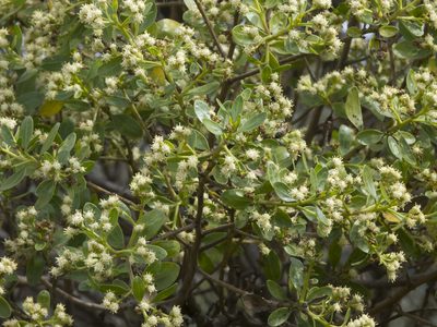Baccharis macrantha, photographed by Manuel Ortiz
