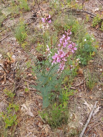 Astragalus michauxii, photographed by Alpha Wolf