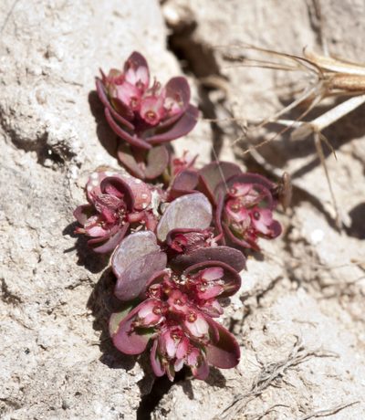 Euphorbia indivisa, photographed by Carlos Martorell