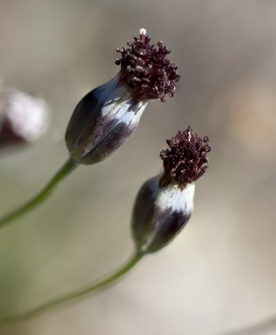 Porophyllum linaria, photographed by Carlos Martorell