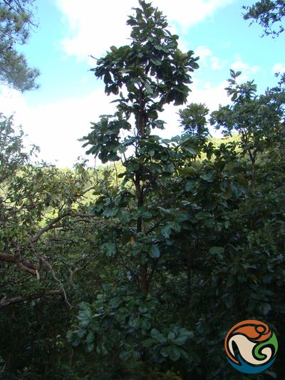 Quercus magnoliifolia, photographed by Eugenio Padilla