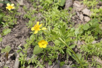 Ranunculus carolinianus, photographed by Quinten Wiegersma