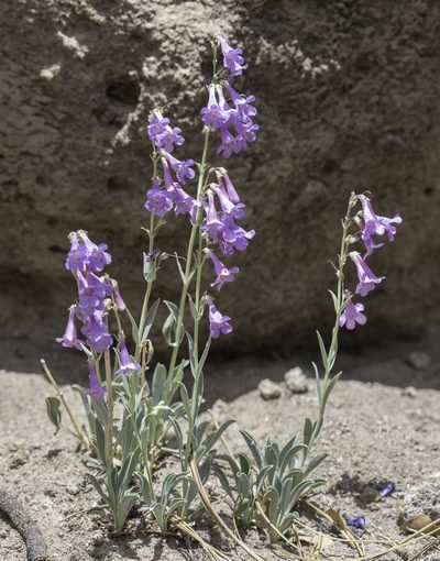 Penstemon secundiflorus, photographed by Craig Martin