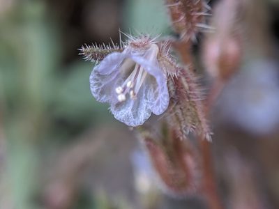 Phacelia austromontana, photographed by Alex Heyman