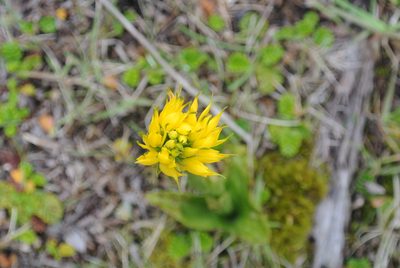 Gavilea lutea, photographed by Sarka Masova