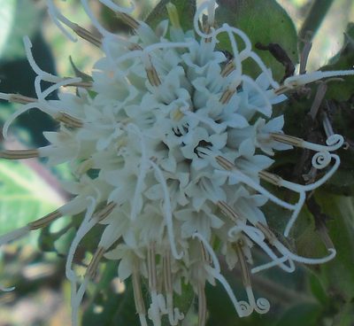 Lagascea helianthifolia, photographed by Eugenio Padilla