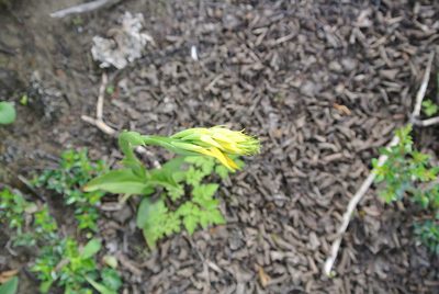 Gavilea lutea, photographed by Sarka Masova