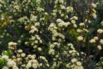 Baccharis patagonica, photographed by Sarka Masova
