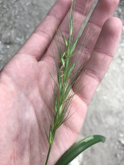 Elymus interruptus, photographed by Luke Padon