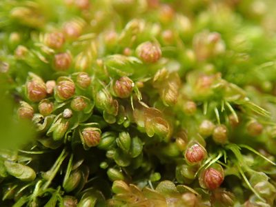 Solenostoma rubrum, photographed by Randal