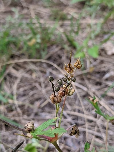 Geranium texanum, photographed by Alison Northup