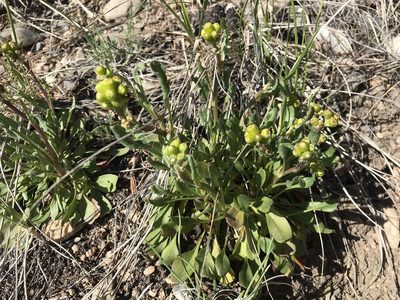 Packera streptanthifolia, photographed by Caleb Catto