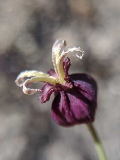 Streptanthus amplexicaulis, photographed by Alex Heyman