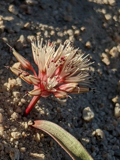 Allium burlewii, photographed by Alex Heyman
