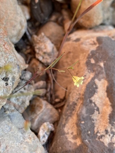 Linanthus filiformis, photographed by Matt Berger