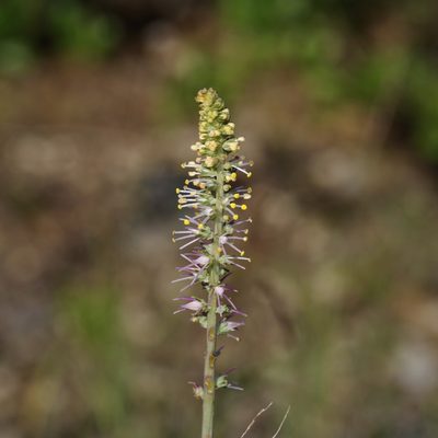 Schoenocaulon texanum, photographed by Michelle W. （鍾偉瑋）