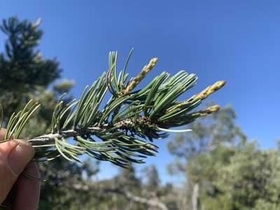 Pinus quadrifolia, photographed by Jim Riley
