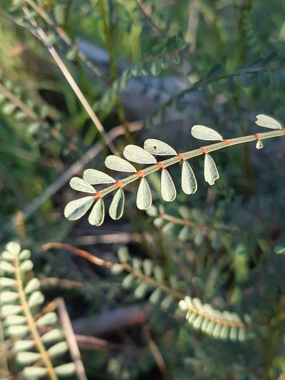 Indigofera adesmiifolia, photographed by Matthew Lincoln