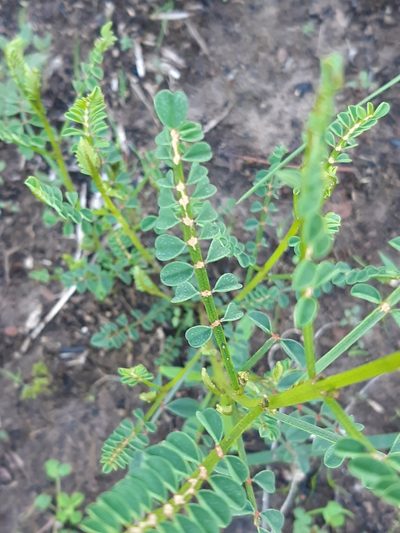 Indigofera adesmiifolia, photographed by Matthew Lincoln