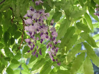 Wisteria floribunda, photographed by Marco Mussita