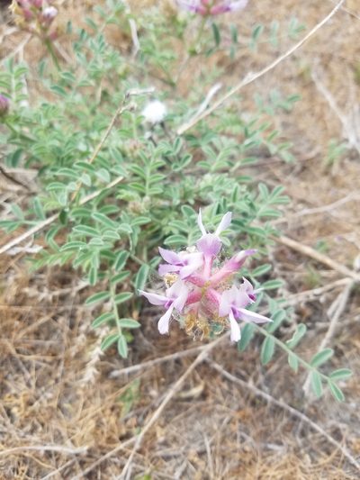Astragalus succumbens, photographed by RJ Baltierra