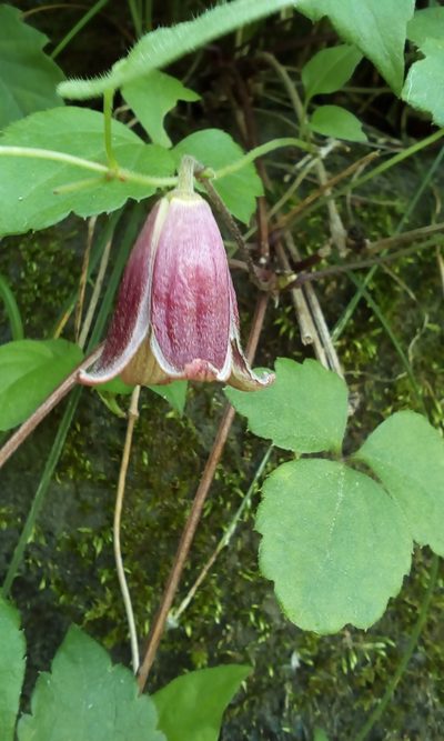 Clematis japonica, photographed by Takashi KOIKE