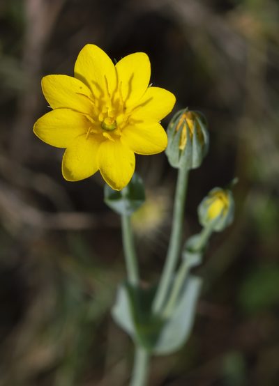 Blackstonia acuminata, photographed by Anna C