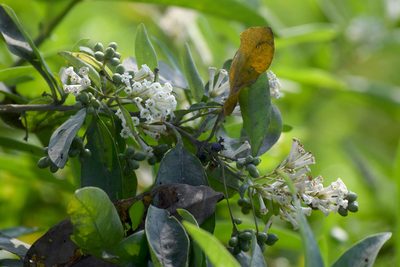 Cestrum diurnum, photographed by Rohit