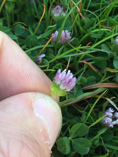 Trifolium barbigerum, photographed by Scott Loarie