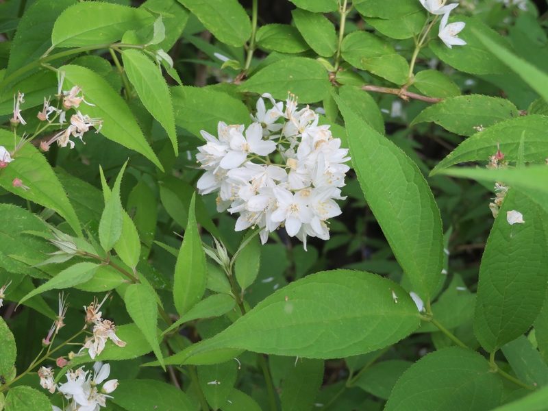 Deutzia gracilis, photographed by Marco Mussita