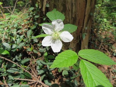 Rubus hirsutus, photographed by Marco Mussita