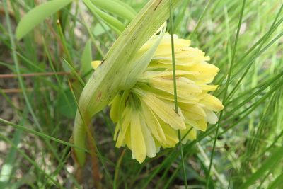 Eulophia leontoglossa, photographed by Peter Warren