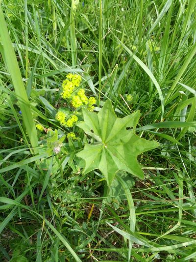 Alchemilla xanthochlora, photographed by Michel Frisch