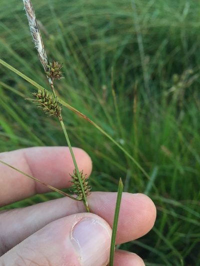 Carex serratodens, photographed by Scott Loarie