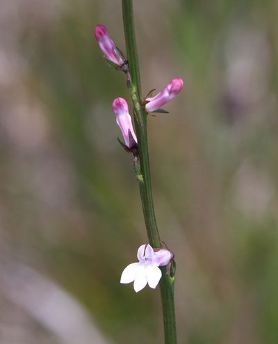 Lobelia floridana, photographed by Lauren McLaurin