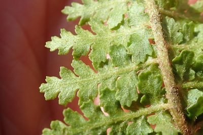 Anemia vestita, photographed by Peter Warren