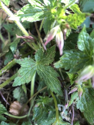 Geranium endressii, photographed by Anthony O'Leary