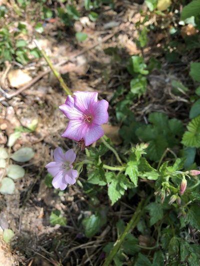 Geranium endressii, photographed by Anthony O'Leary