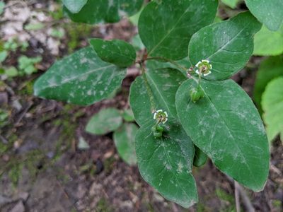Euphorbia mercurialina, photographed by Courtney Alley