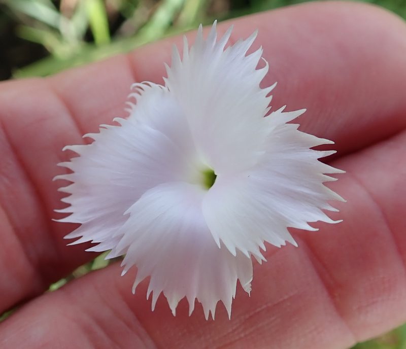 Dianthus zeyheri, photographed by Peter Warren