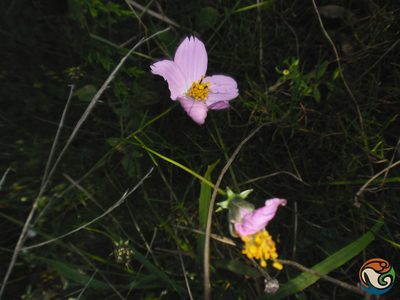 Cosmos crithmifolius, photographed by Eugenio Padilla