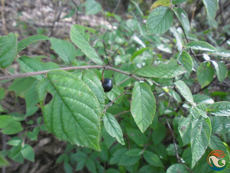 Frangula capreifolia, photographed by Eugenio Padilla
