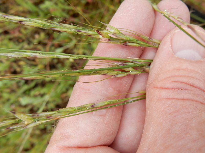 Eriocoma lemmonii, photographed by Ed Alverson