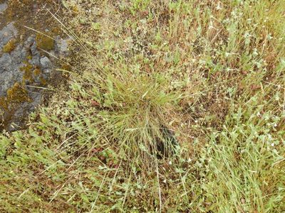 Eriocoma lemmonii, photographed by Ed Alverson