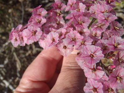 Limonium purpuratum, photographed by Nicola van Berkel