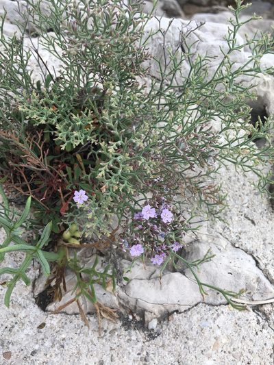 Limonium cordatum, photographed by Ryan McMinds